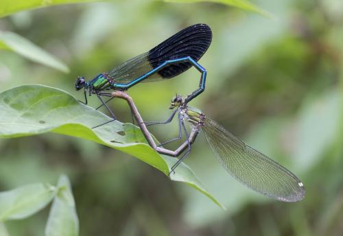 Calopteryx xanthostoma